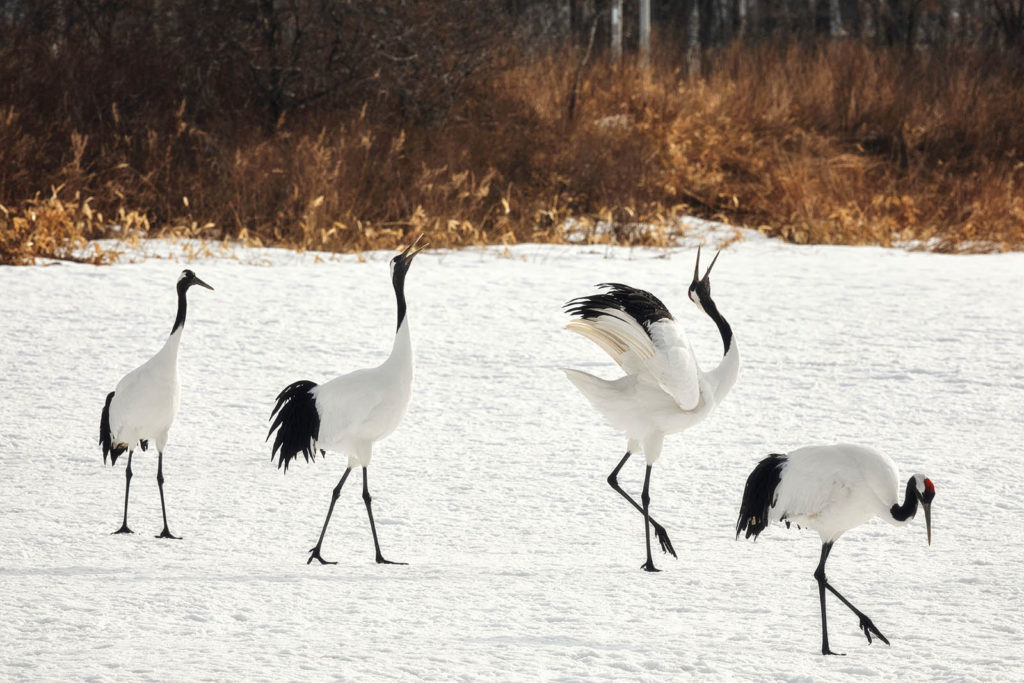 A photo of red-crowned cranes